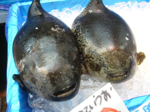 ゴッコ」 ブサ可愛い？お魚さんです : 仙台市で頑張ってるＩＴ系企業に 