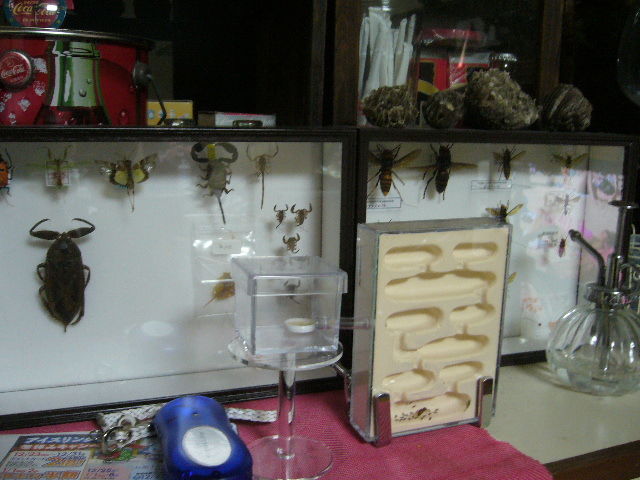 アリ蟻 飼育してます アントルームの蟻マシーン 仙台市で頑張ってるｉｔ系企業になりたいshimatakaのブログです