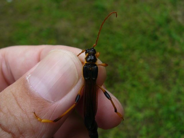 オニホソコバネカミキリ オニホソコバネカミキリ - 岐阜県公式ホームページ（環境生活