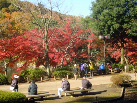 薬師池公園の紅葉