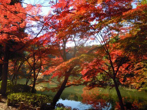 薬師池公園の紅葉