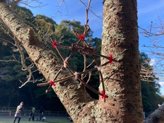 LINE_ALBUM_1124 平成の森プレパ_241211_35