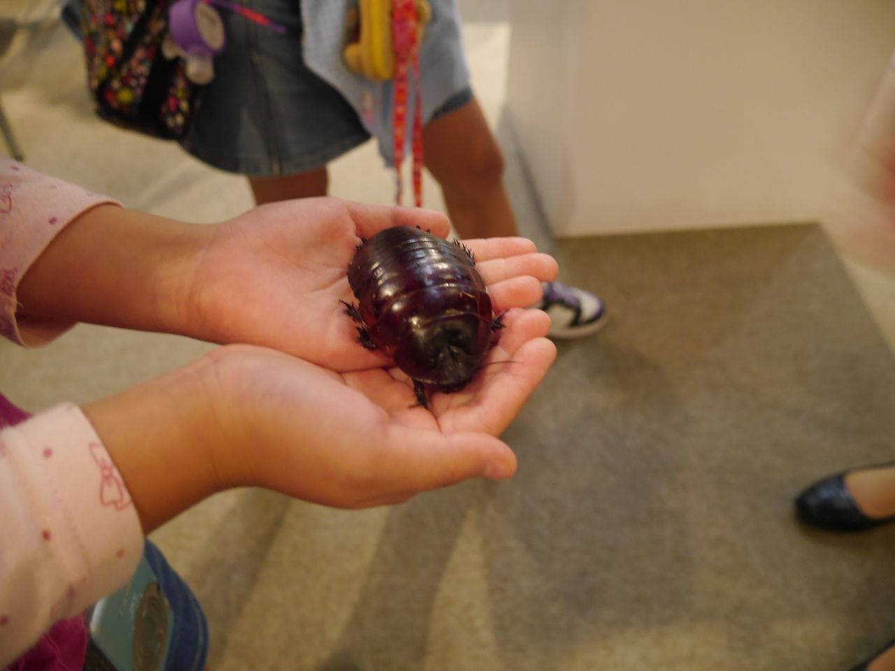 ミニ遠足 三瓶山で昆虫博士になろう その１ ﾁｮｺﾏｶｼﾞﾝｾｲ ｸﾚﾀﾞﾖﾘ