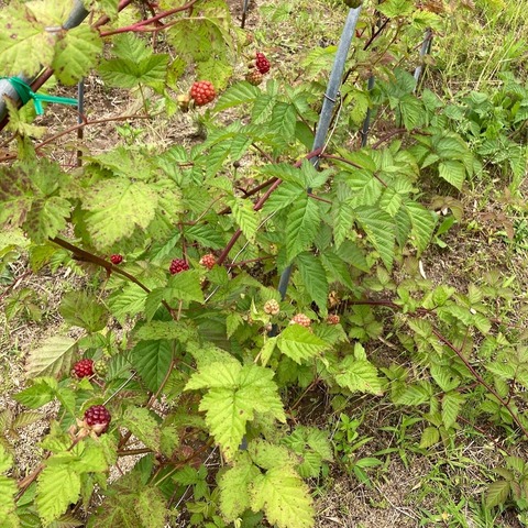 7B46B66D-3B72-49D2-9830-208ADC03A604