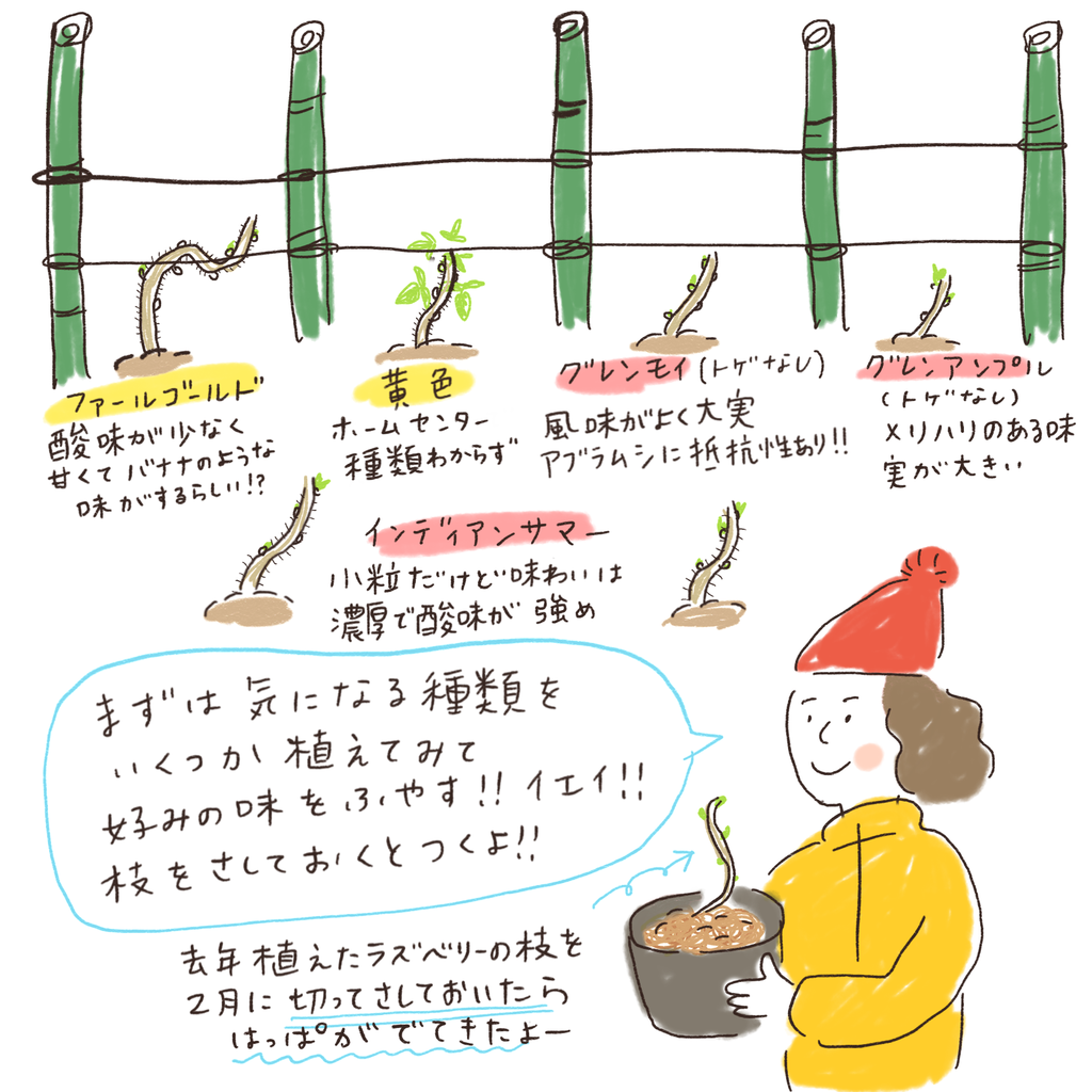 ラズベリー はなうた イラストレーター シミキョウ ラズベリー はなうた イラストレーター シミキョウ