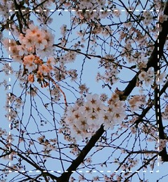 18-03-25-18-48-46-580_deco