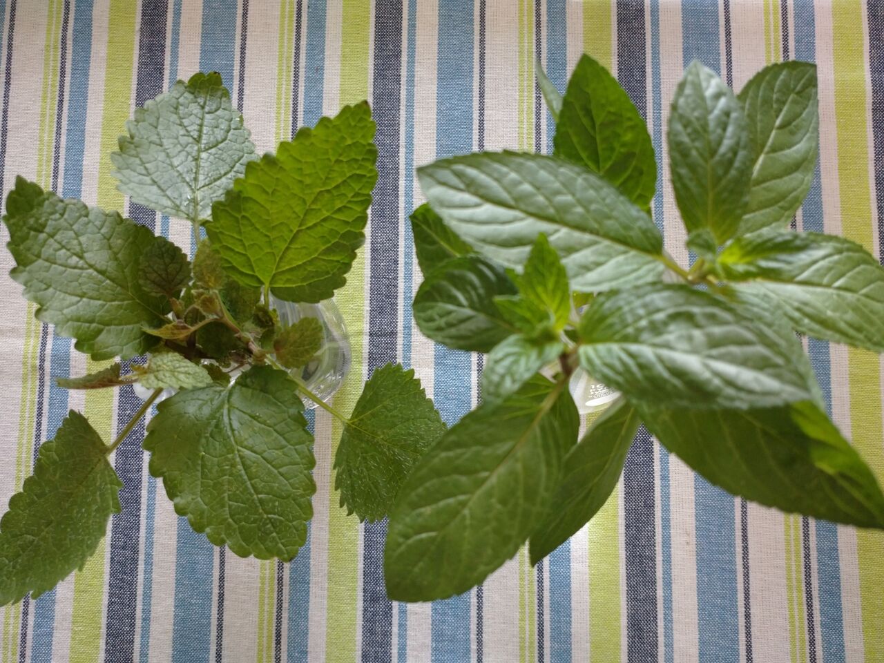 レモンの香り Tomieのフォト日記