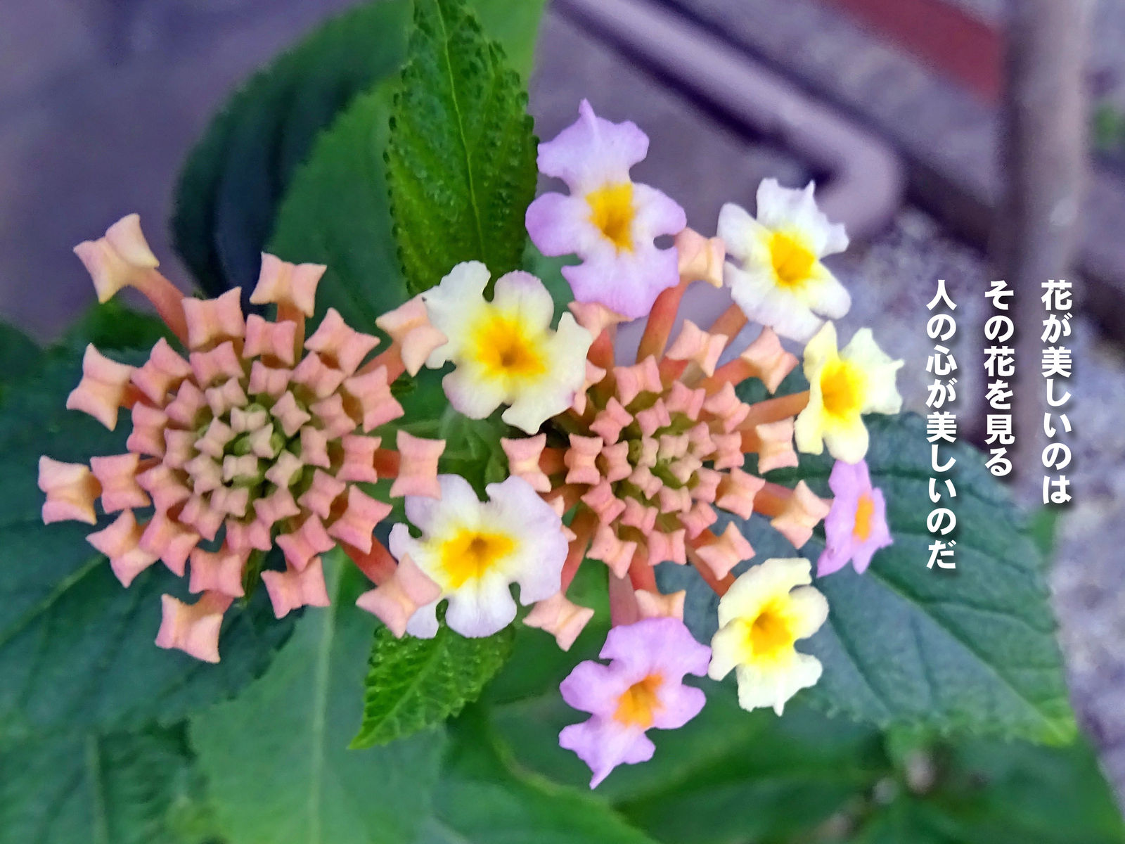 花が美しいのは その花を見る人の心が美しいのだ 食いしん坊シモさん