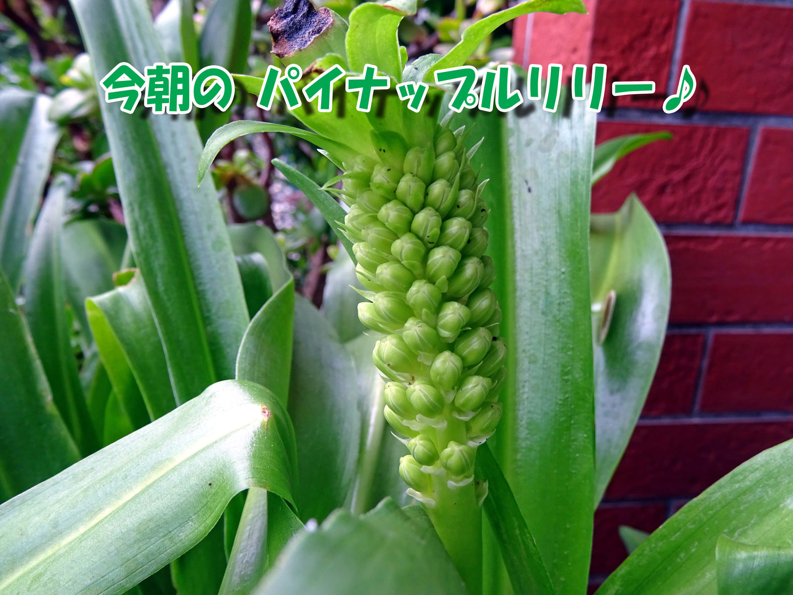 今朝の パイナップルリリー 食いしん坊シモさん