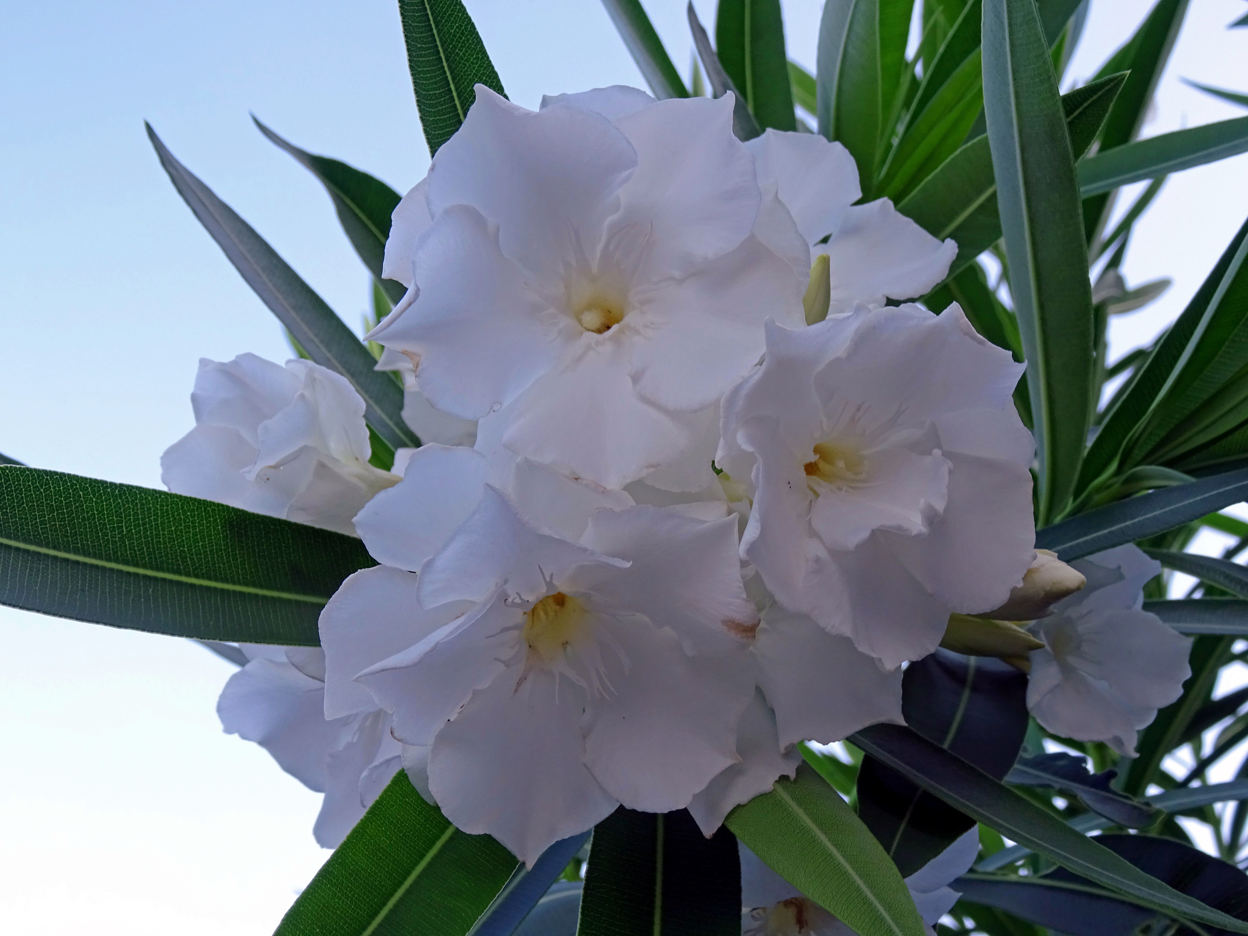 白いキョウチクトウの花 食いしん坊シモさん