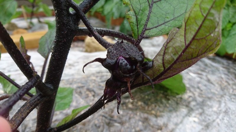 真黒茄子 一番果摘果 雨上がりの空の下