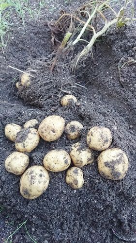 ジャガイモ収穫キタアカリ 雨上がりの空の下