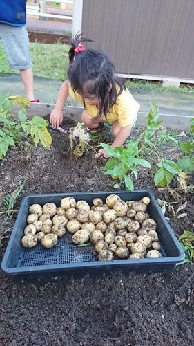 ジャガイモ収穫キタアカリ 雨上がりの空の下