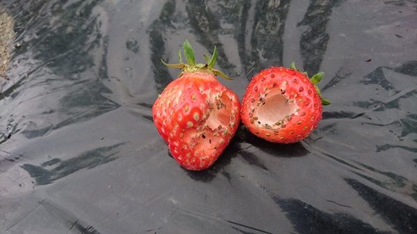 いちご ダンゴムシの食害 雨上がりの空の下