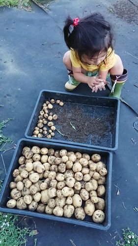 ジャガイモ収穫キタアカリ 雨上がりの空の下
