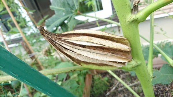 オクラ Star Of David 雨上がりの空の下
