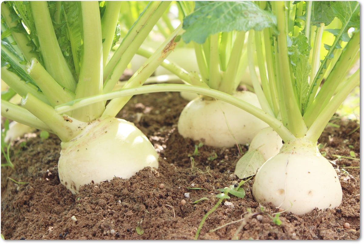 福井青かぶ 播種64日目 初収穫 雨上がりの空の下