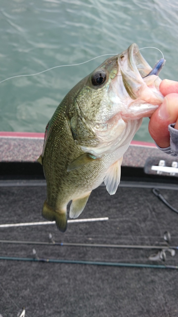 ベタ凪から強風に ラストエース75とバスエネミースティック4inで 下敷領のええやん 琵琶湖バスフィッシングガイド