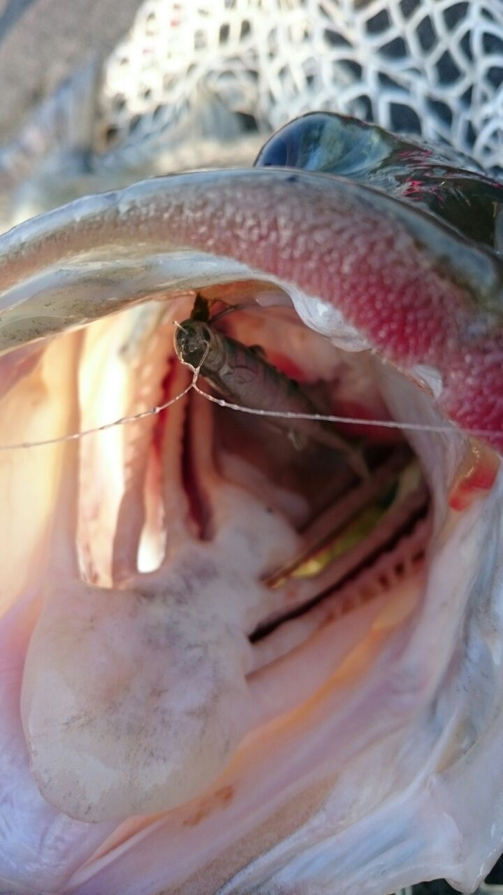 必見 福島健プロのラストエース75の実釣解説 下敷領のええやん 琵琶湖バスフィッシングガイド