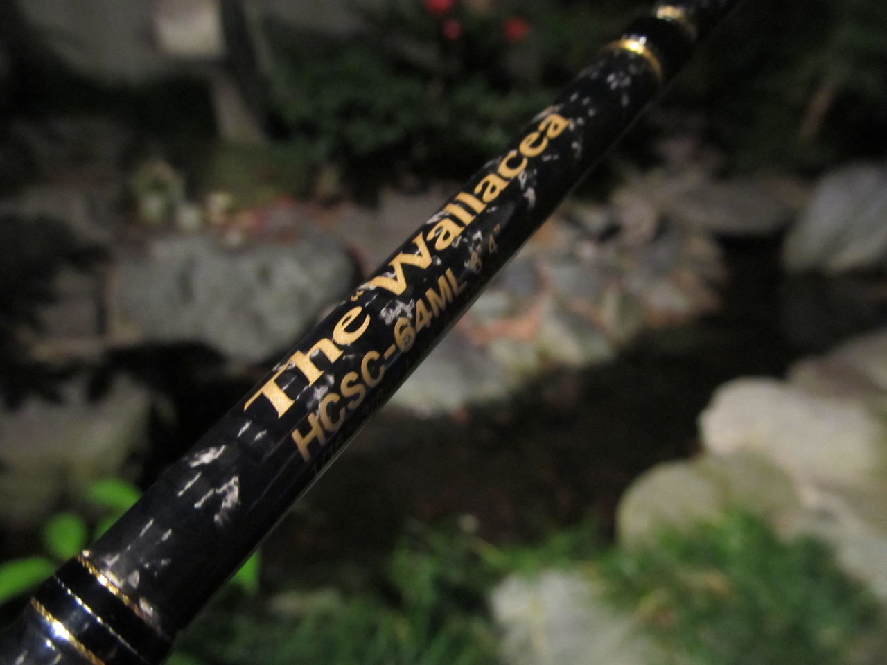 エバーグリーン ヘラクレス ウォレシア EVERGREEN エバーグリーン