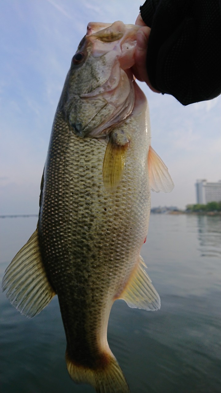 無風から強風の1日 ネコリグやスイミングジグで40up 50up 下敷領のええやん 琵琶湖バスフィッシングガイド