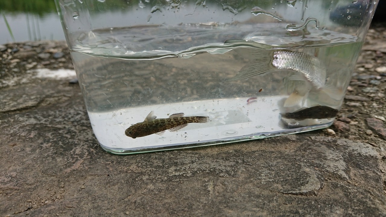 ラストエース75やバスエネミースティックのｉ字引き 予告編が 下敷領のええやん 琵琶湖バスフィッシングガイド