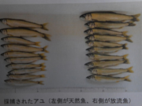 DSCN4424