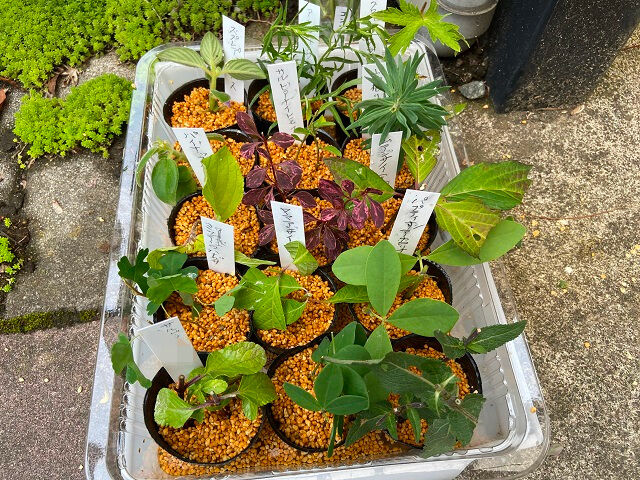 202206 cutting 05