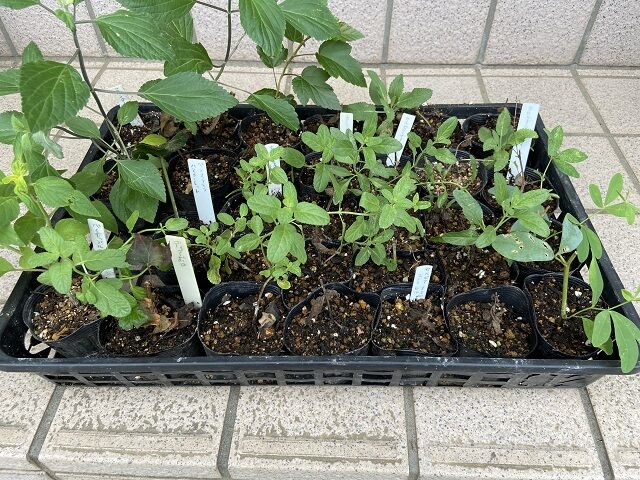 202206 cutting 14