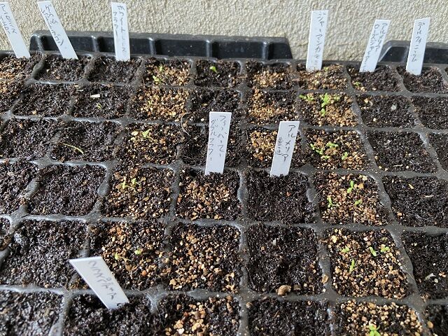 seedsow 2022 08