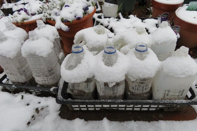 winter sowing 2023 11
