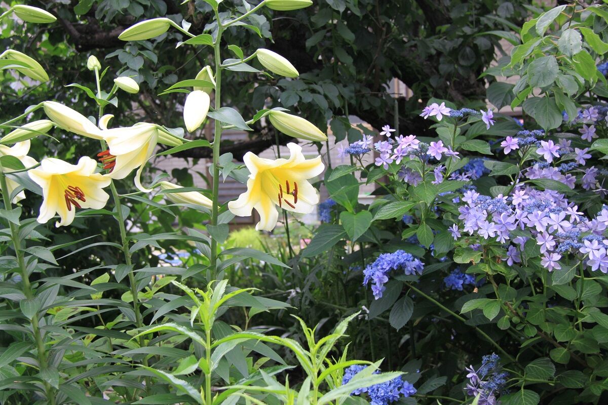 アジサイ満開 ユリの開花も始まり花いっぱいの海美邸 しもつけオープンガーデンクラブ