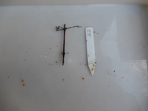 21Clema Cut Transpl 04