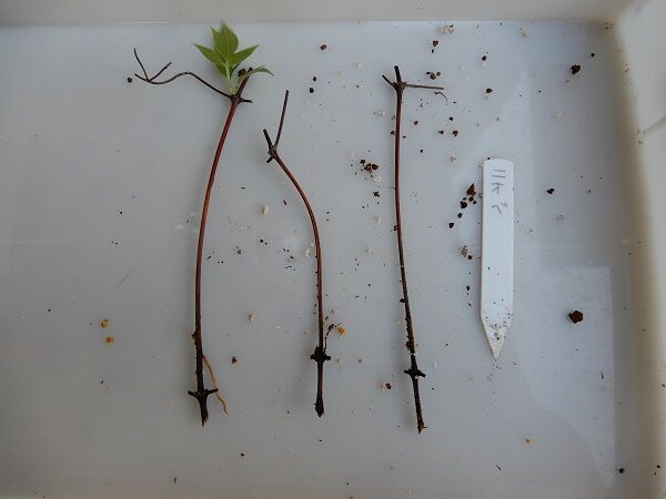 21Clema Cut Transpl 05