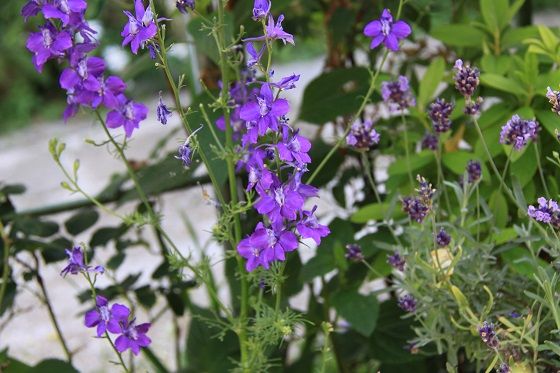 こぼれ種 種まきで増える花 2 しもつけオープンガーデンクラブ こぼれ種 種まきで増える花 2 しもつけオープンガーデンクラブ