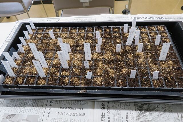 seedsow 2022 03