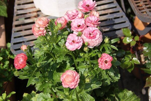 髙橋邸のラナンキュラス ラックス しもつけオープンガーデンクラブ 髙橋邸のラナンキュラス ラックス しもつけオープンガーデンクラブ