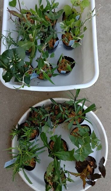 挿し芽 挿し木の会 ２０２１年 と その後 しもつけオープンガーデンクラブ