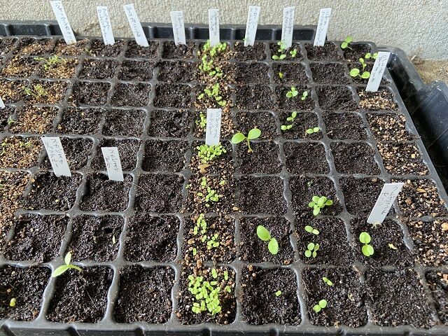 seedsow 2022 10