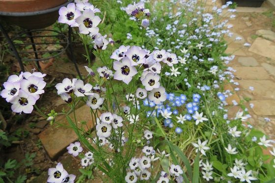 こぼれ種 種まきで増える花 しもつけオープンガーデンクラブ こぼれ種 種まきで増える花 しもつけオープンガーデンクラブ