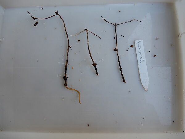 21Clema Cut Transpl 02