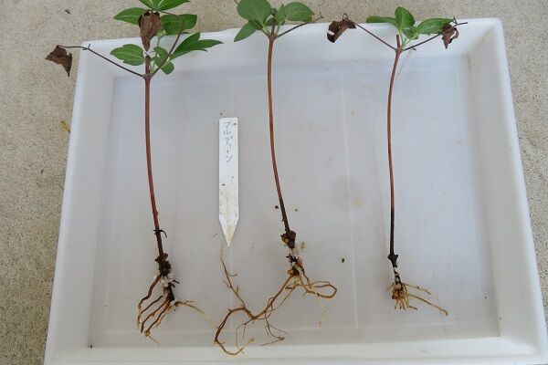 clema cutting 2022 06