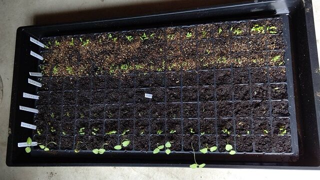 seedsow 2022 07