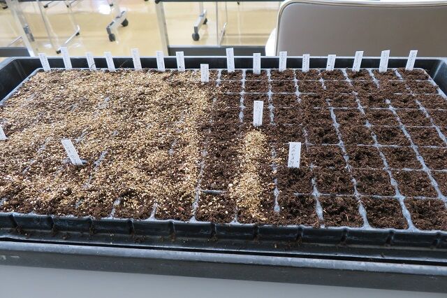 seedsow 2022 04