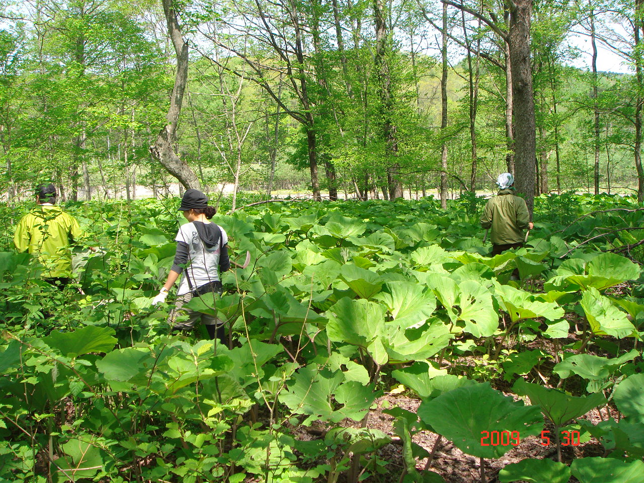 占冠村民 山菜市が開催されました Byしむかっぷ森 しむかっぷ地域情報