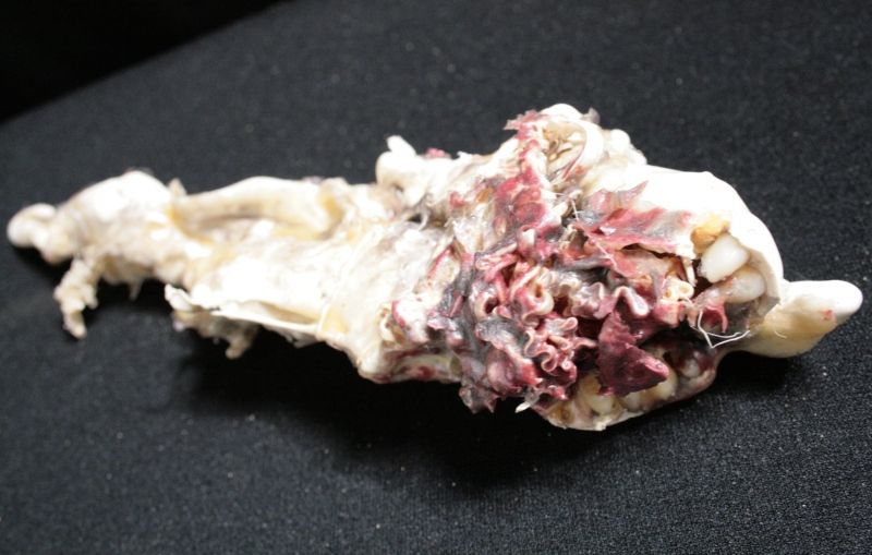 エイリアン４から撮影使用プロップ ｓｆプロップ ミュージアム