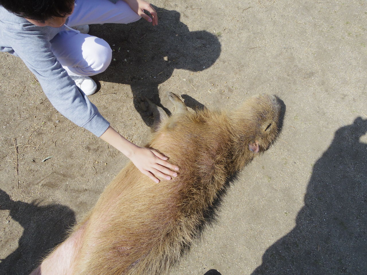 阿蘇ファームランドで動物たちに会う1 カピバラは人格者 Sea豚動物記67 ニヤッとする話 阿蘇ファームランドで動物たちに会う1 カピバラは人格者 Sea豚動物記67 ニヤッとする話