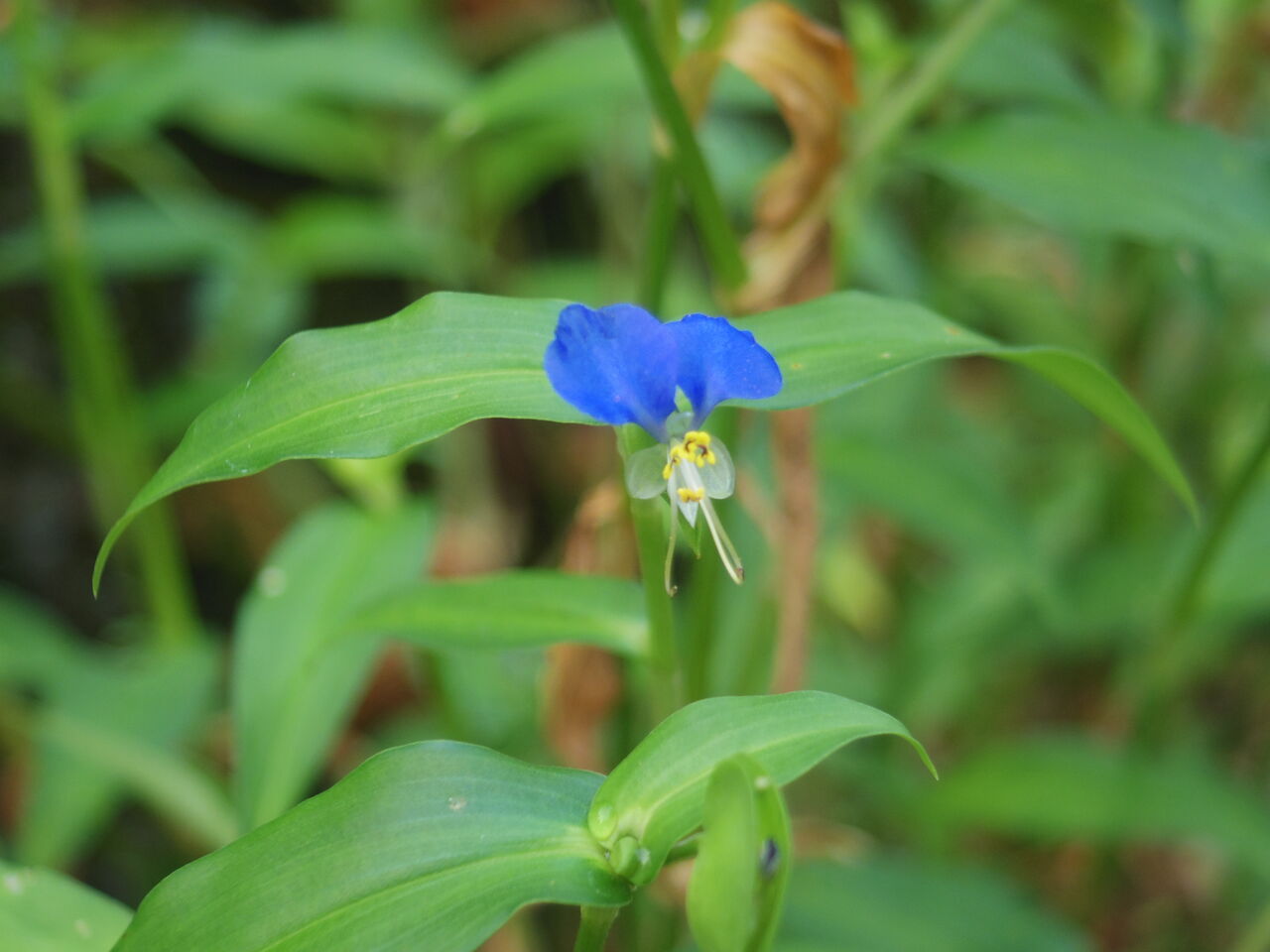 カメラ河童のシネレンズ図鑑38-KODAK ANASTIGMAT 15mm F2.7 CS改 改訂