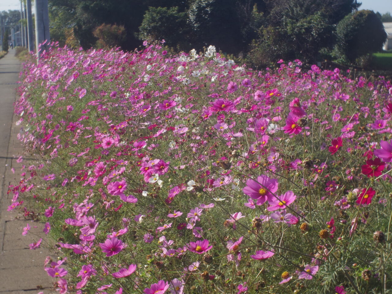 カメラ河童のシネレンズ図鑑3-Zunow-Elmo Cine13mm F1.1 D 改訂-(愛す
