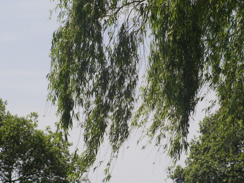 IMGP2895